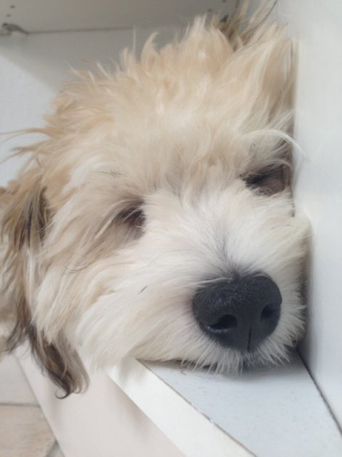 Bichon Havanais