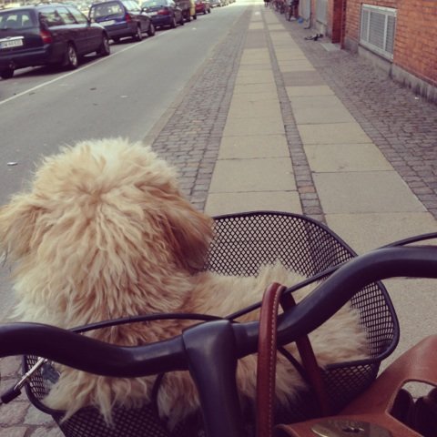 Bichon Havanais cykelkurv