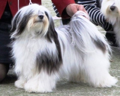 Bichon Havanais